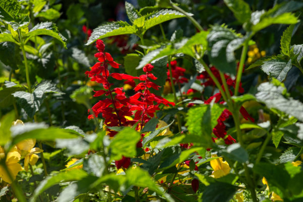 Insel Mainau, Blüten