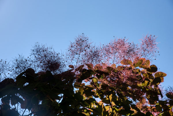 Strauch / Baum dessen Blüten im Licht glitzerten