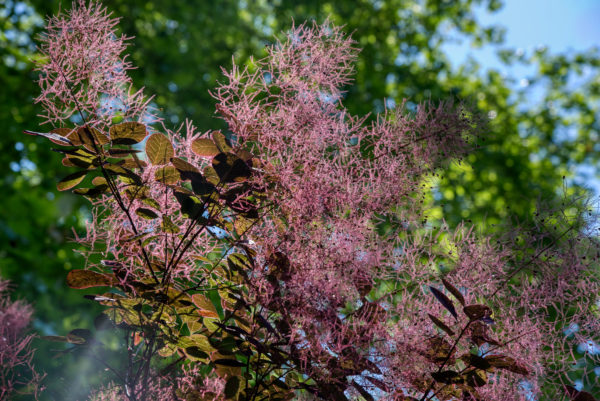 Strauch / Baum dessen zarte Blüten im Licht glitzerten