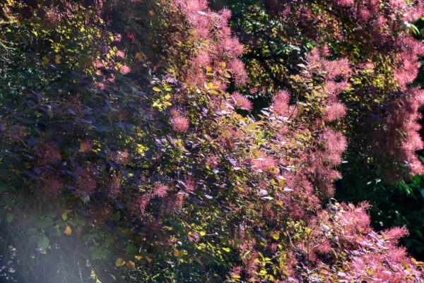 Strauch / Baum dessen zarte Blüten im Licht glitzerten