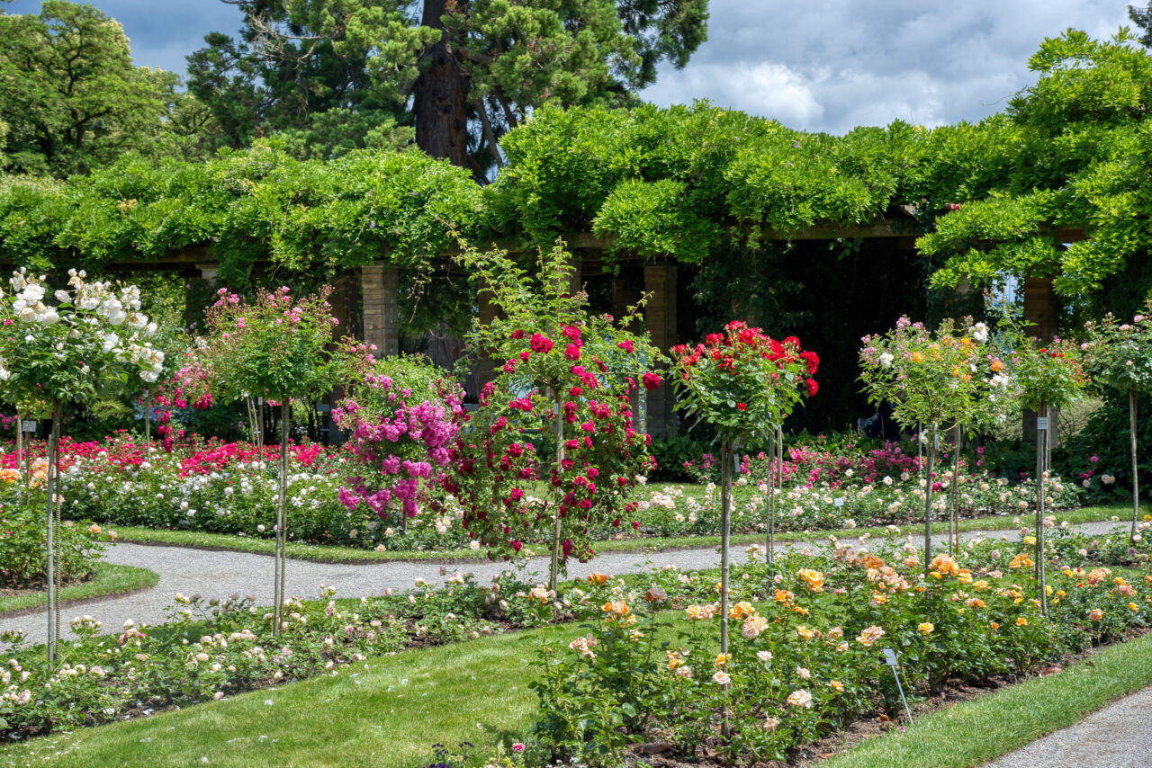 Rosengarten der Insel Mainau