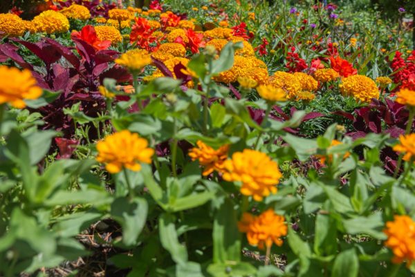 Bepflanzung an der Italienischen Blumentreppe, Insel Mainau