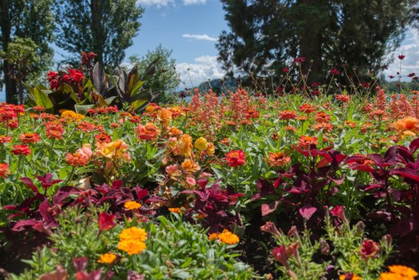Bepflanzung an der Italienischen Blumentreppe, Insel Mainau