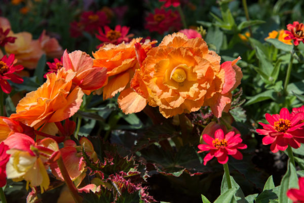 Blumen auf der Insel Mainau