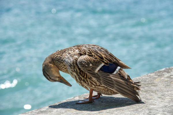 Insel Mainau-Bewohnerin