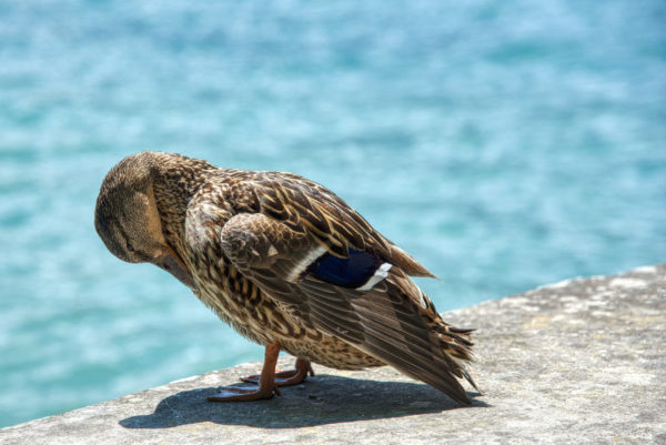 Insel Mainau-Bewohnerin