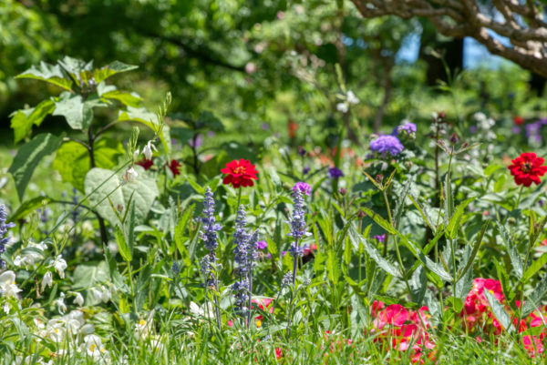 Blumen auf der Insel Mainau