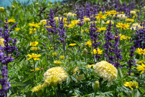 Blumen auf der Insel Mainau