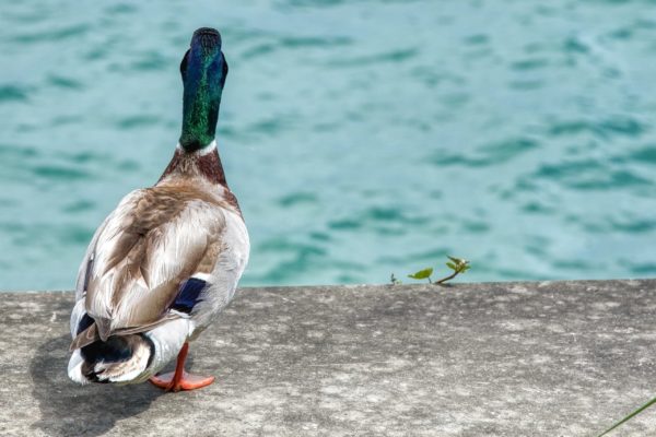 Insel Mainau-Bewohner