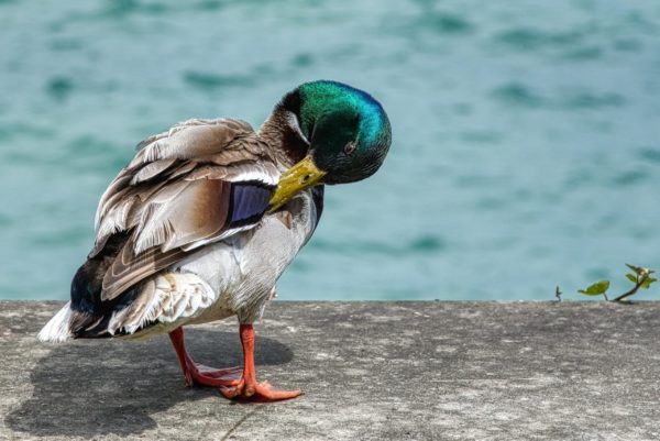 Insel Mainau-Bewohner