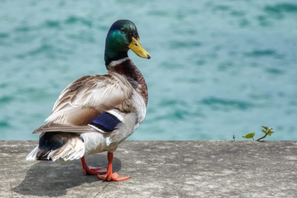 Insel Mainau-Bewohner