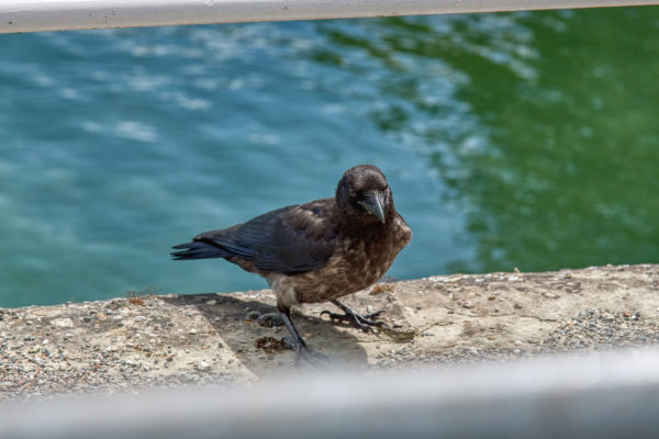 Insel Mainau-Bewohner