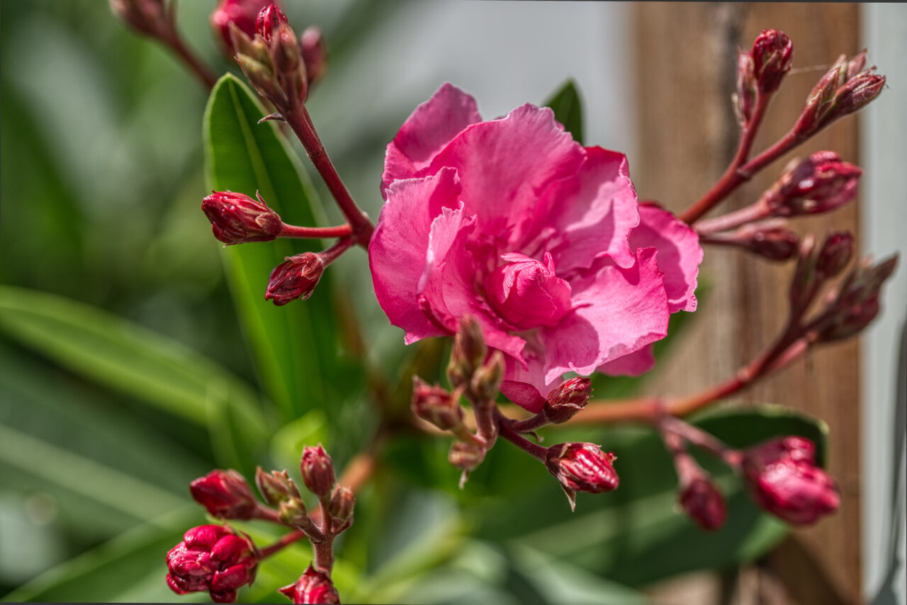 Oleanderblüte