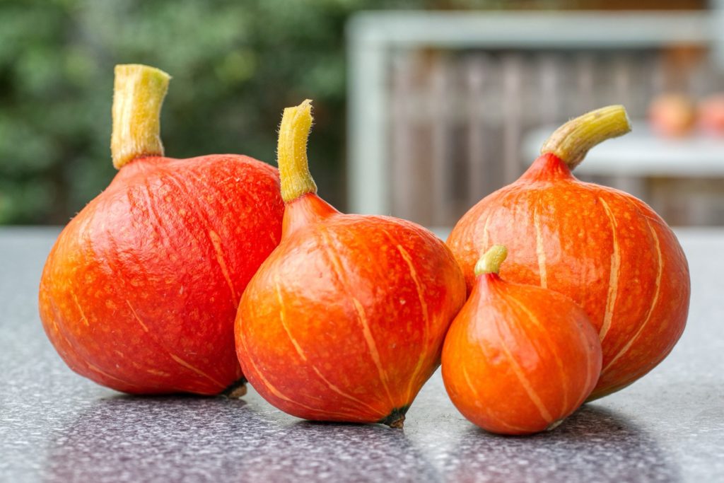 hokkaido kürbis