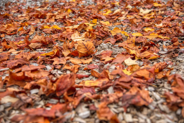 Mit Herbstlaub übersähter Boden