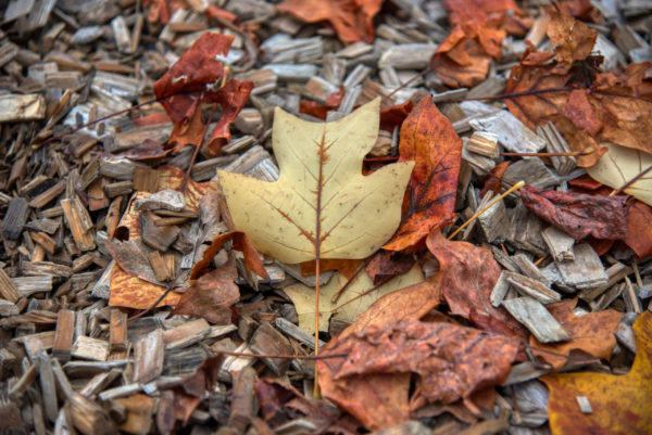 Herbstlaub