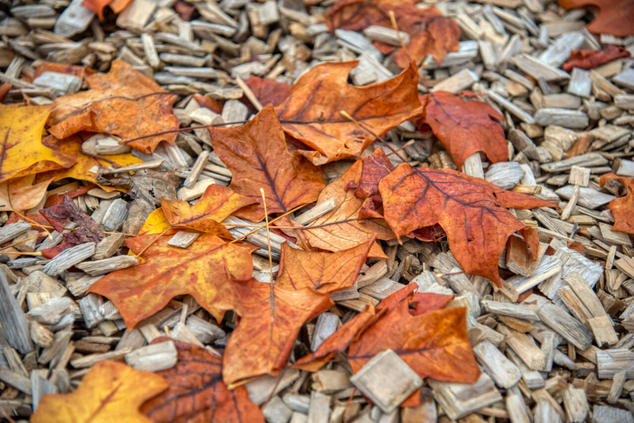 Herbstlaub