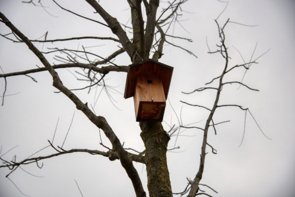 Starenhaus am Baum