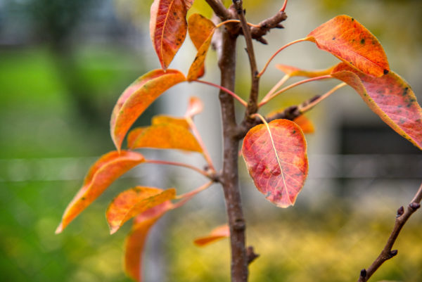 Birnbaum mit herbstlich gefärbten Blättern