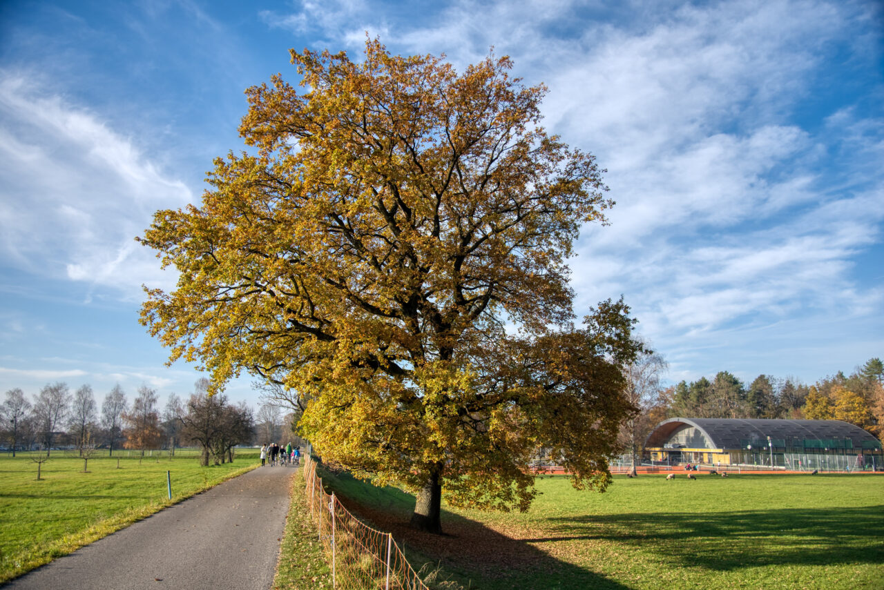 Wunderschöne Eiche am Wegrand