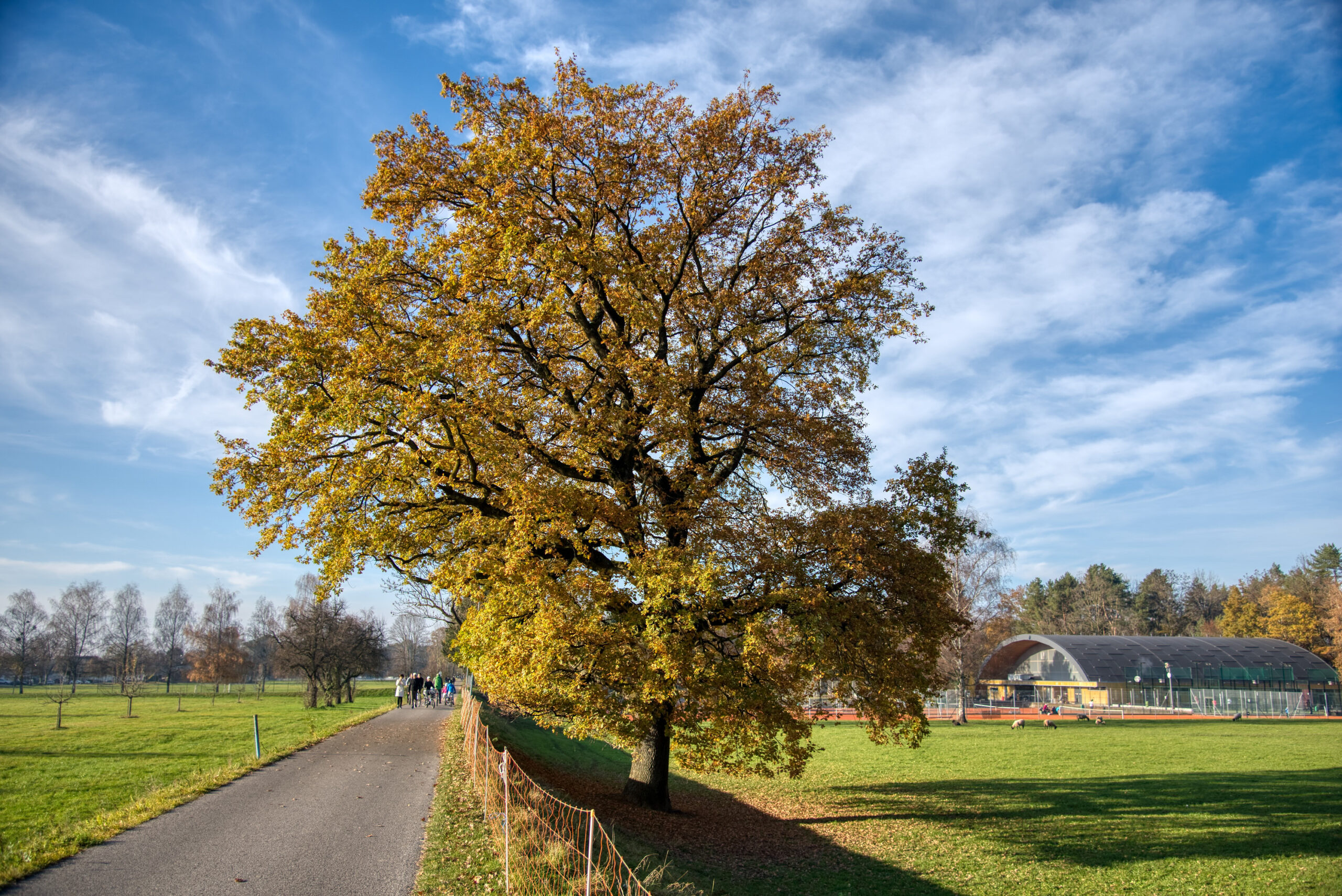 Wunderschöne Eiche am Wegrand