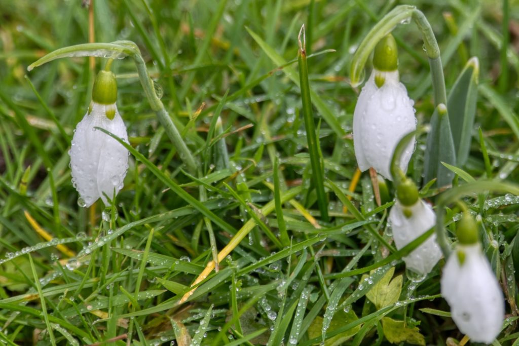 Die erste Schneeglöckchensichtung