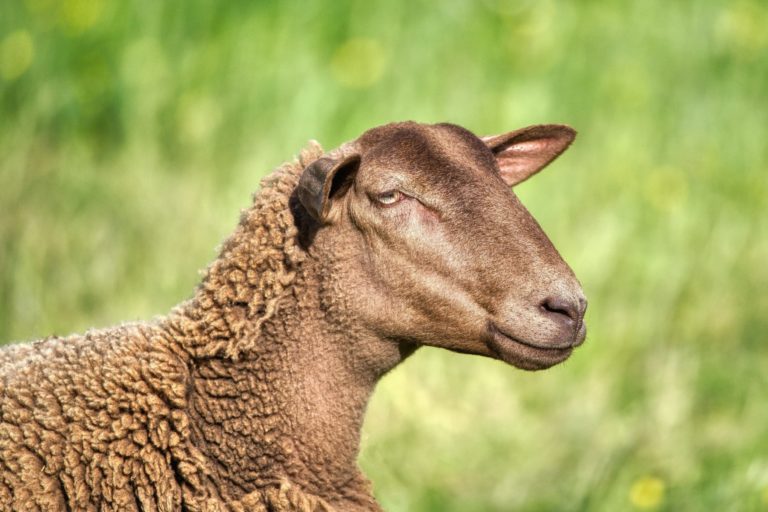 Schafe im Fokus