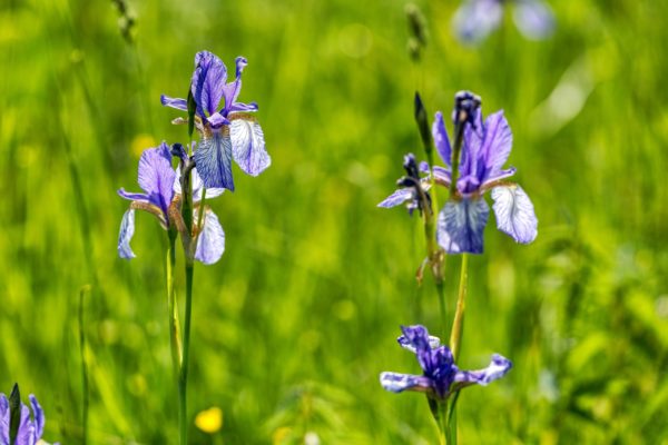 Wo die Lilien blühen – Naturschutzgebiet Bangs-Matschels