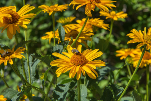 Gelbe Margeriten mit Bienenbesuch