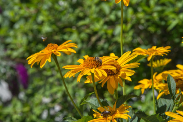 Gelbe Margeriten mit Bienenbesuch