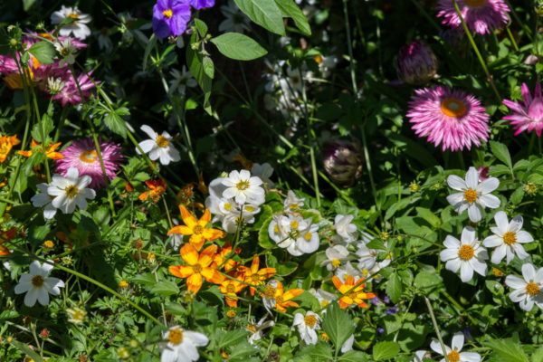 verschiedene Blumen