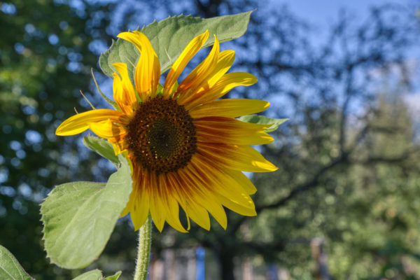 Sonnenblume mit wehenden Blättern