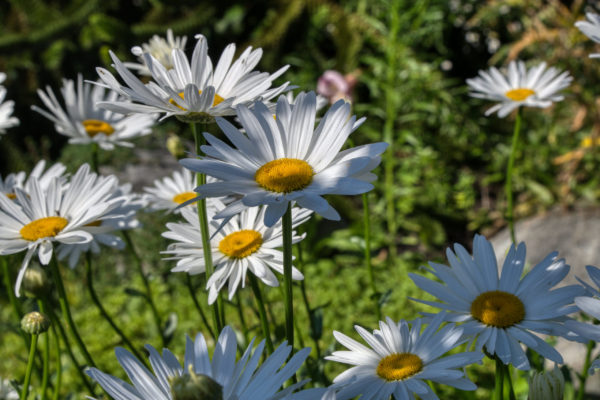 Große, weiße Margeriten