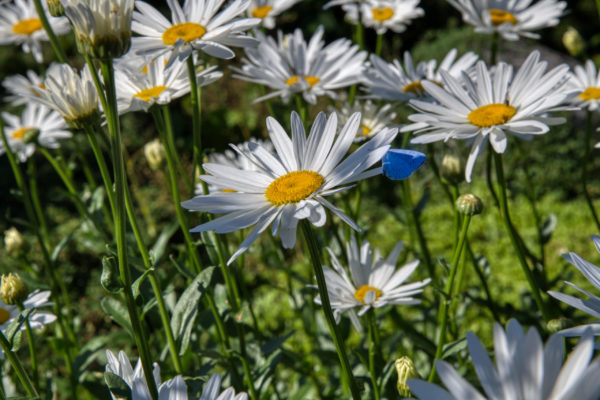 Große, weiße Margeriten, besucht von einem kleinen Bläuling