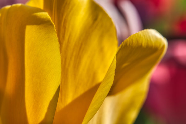 Tulpenzauber 2021
