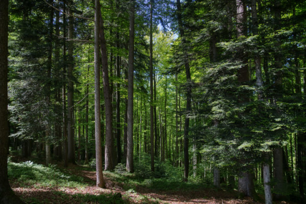 Das Schöne so nah - Känzeleweg am Gebhardsberg
