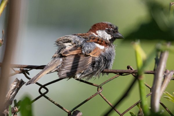 Fotoserie: Spatz, der sich gewaschen hat