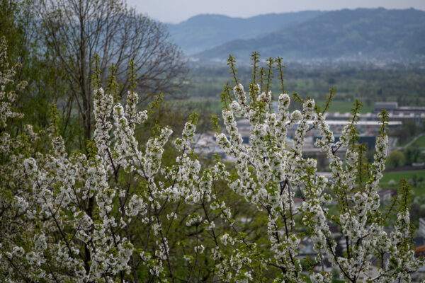 Ein wunderbarer Frühlingstag in Bildstein