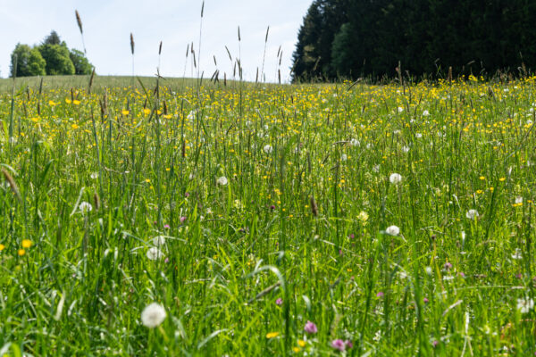 Pfänder 8/2024, unterwegs mit 60mm