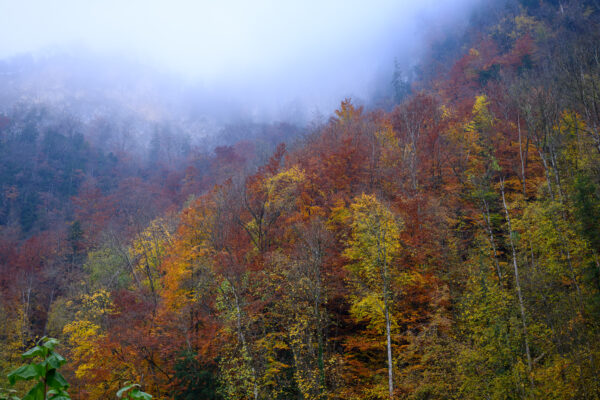 Mit Spiky unterwegs im herbstlichen Hohenems