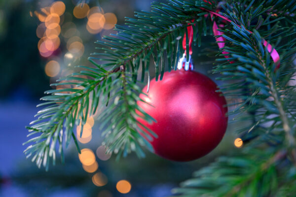 Ein langer Weihnachtsspaziergang für Spiky