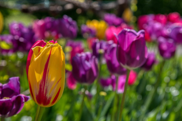 Tulpenblüte vom 27.03. - 19.05.2019