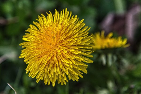Große Löwenzahnblüte