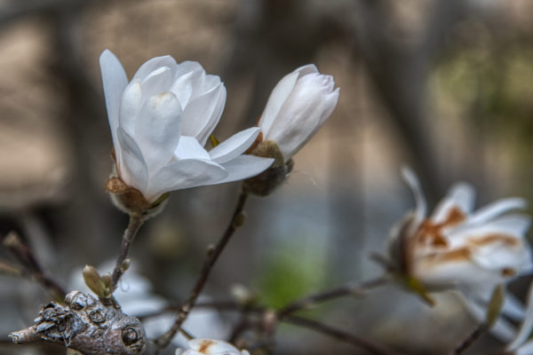 Sternmagnolien