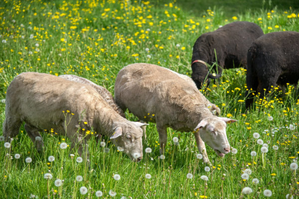 Nachbarn zurück in der Sommerresidenz