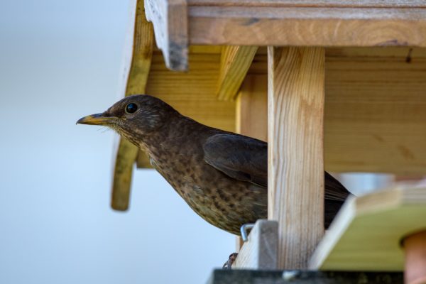 Erste Tests mit Sigma AF 150-600mm f/5,0-6,3 DG OS HSM C
