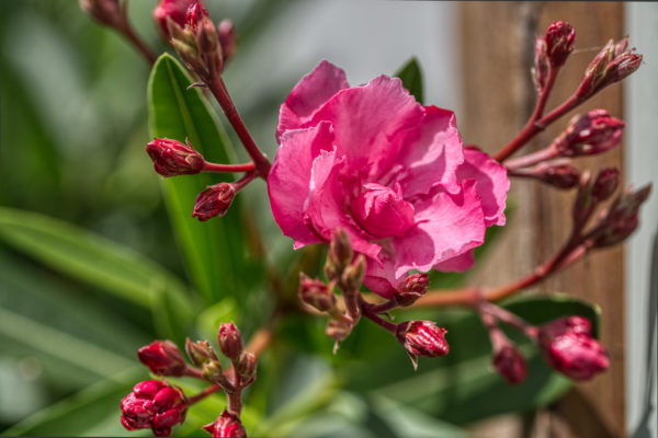 Gartenimpressionen aus schönen Sommertagen