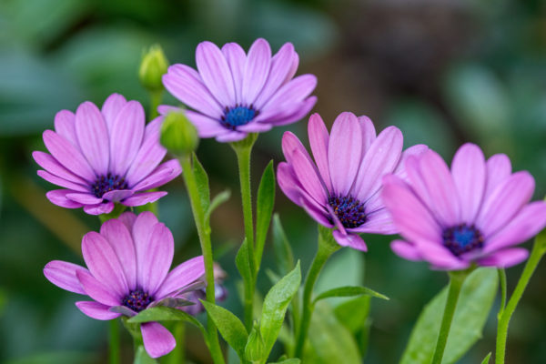 African Daisies - eine Fotostudie