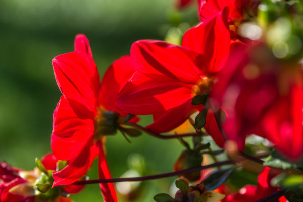 Rot im Herbstlicht