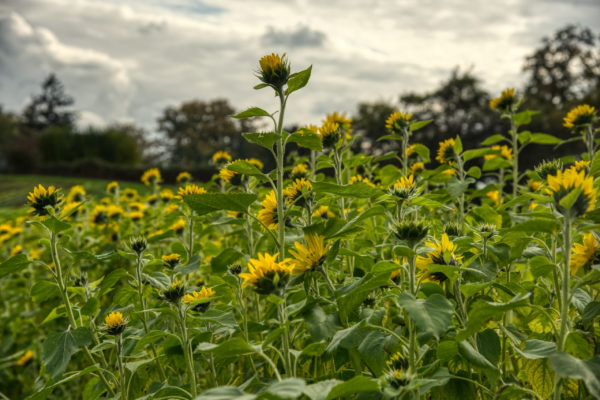 Herbstliches Mösle